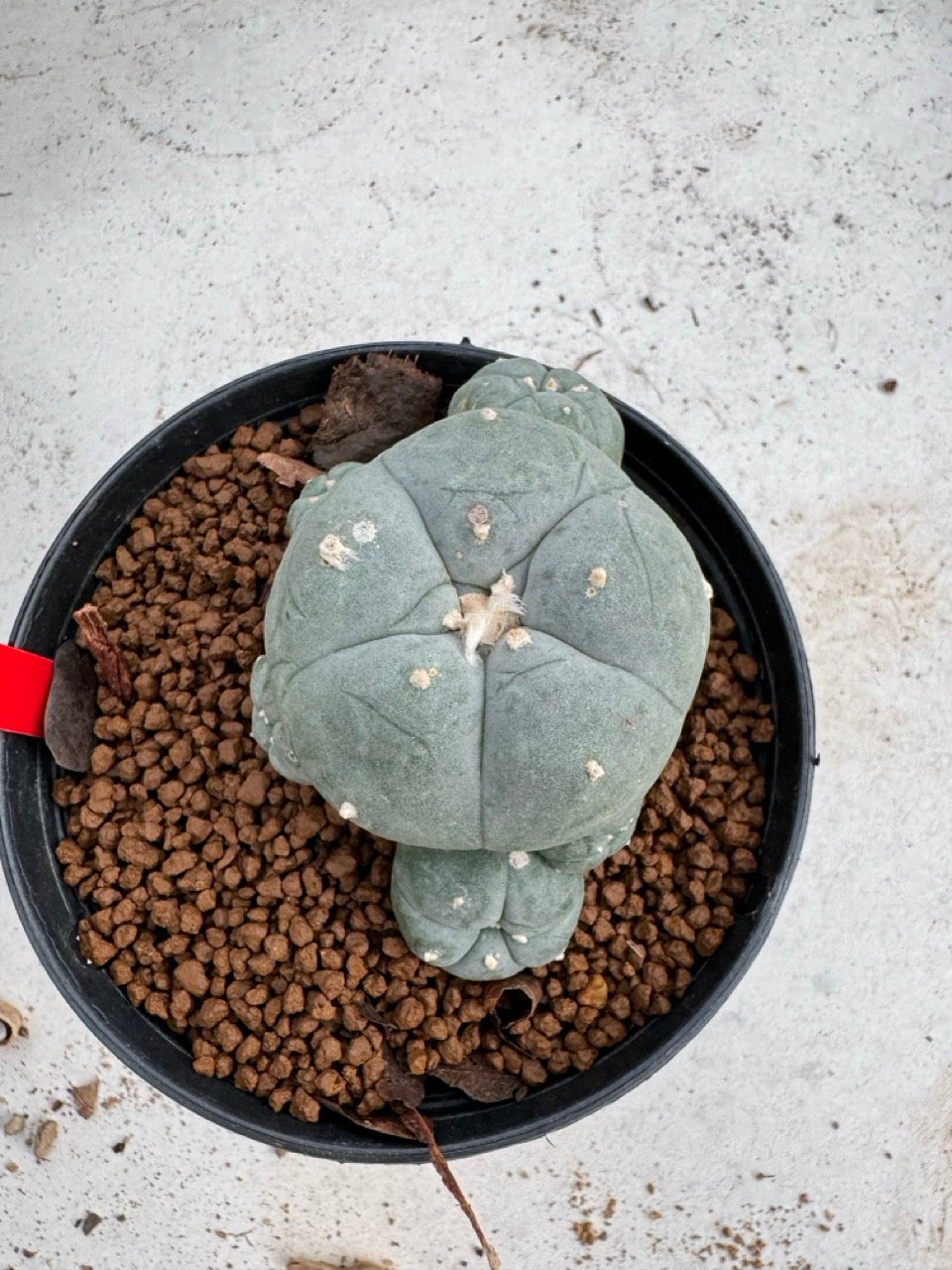 Lophophora Williamsii size 5-6 cm own root