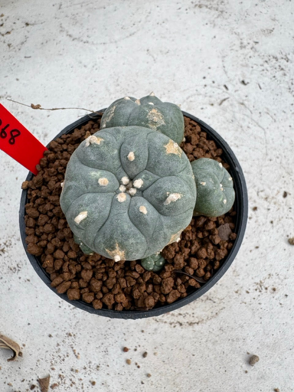 Lophophora Williamsii size 5-6 cm own root