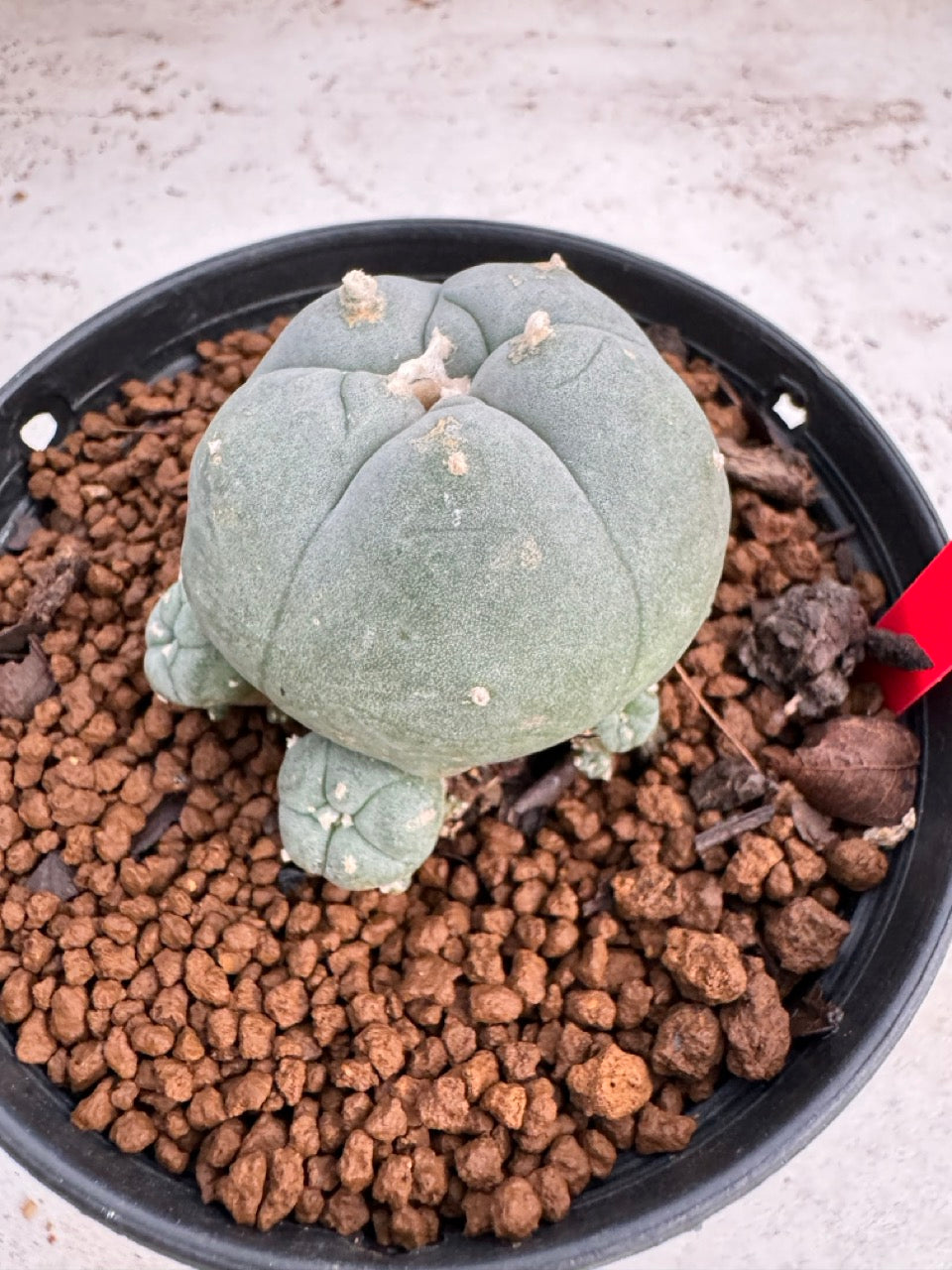 Lophophora Williamsii size 5-6 cm own root