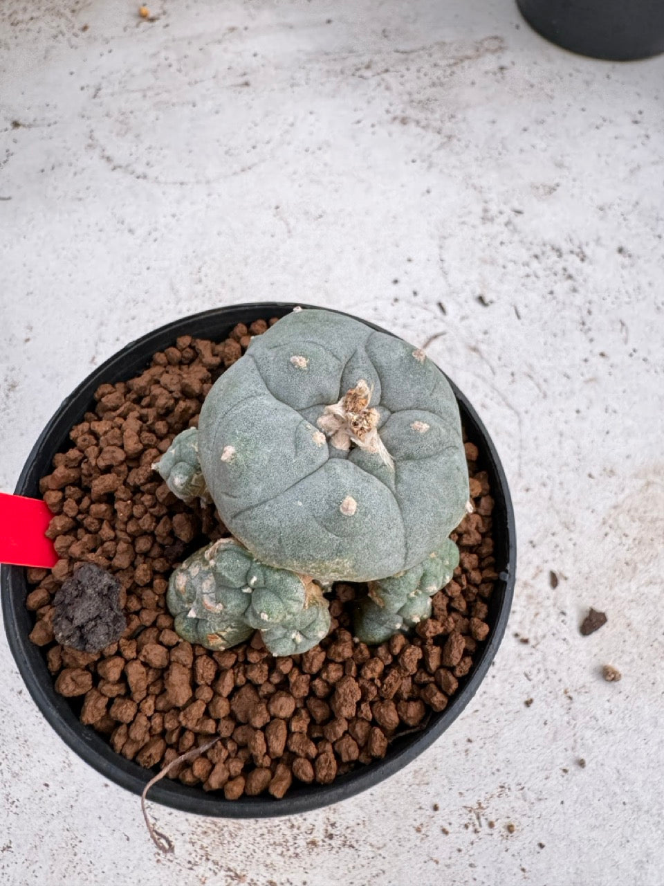 Lophophora Williamsii size 5-6 cm own root