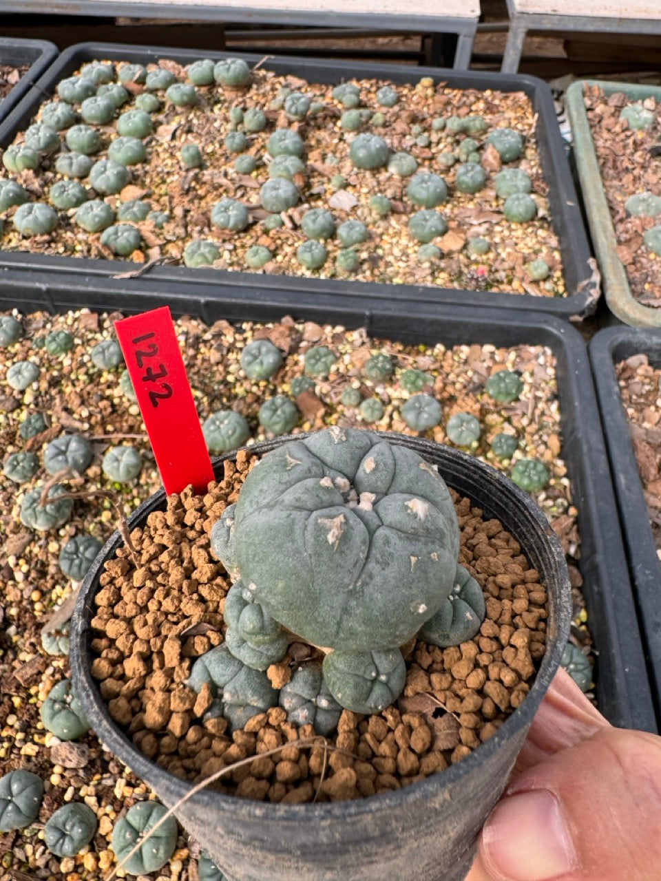 Lophophora Williamsii size 5-6 cm own root