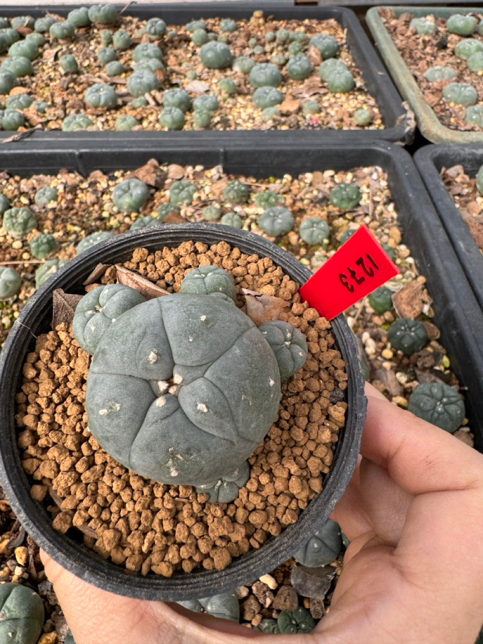 Lophophora Williamsii size 5-6 cm own root