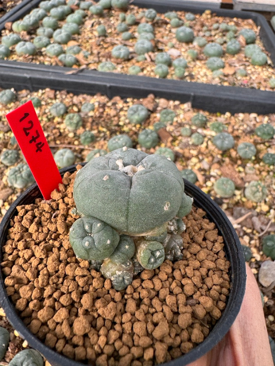 Lophophora Williamsii size 5-6 cm own root