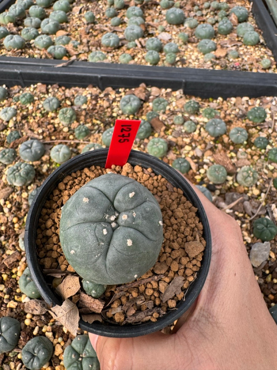 Lophophora williamsii size 5-6 cm own root