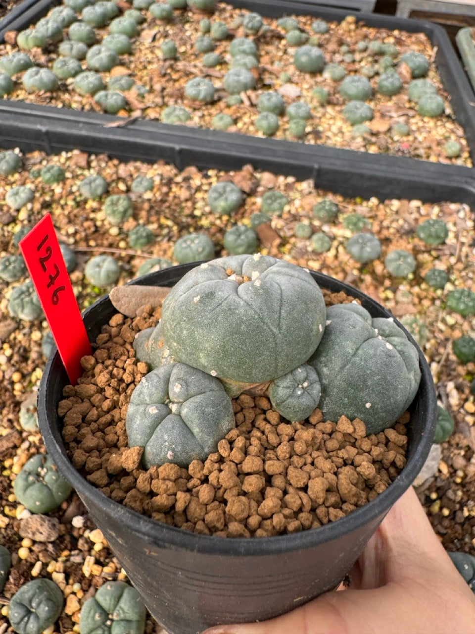 Lophophora Williamsii size 5-6 cm own root