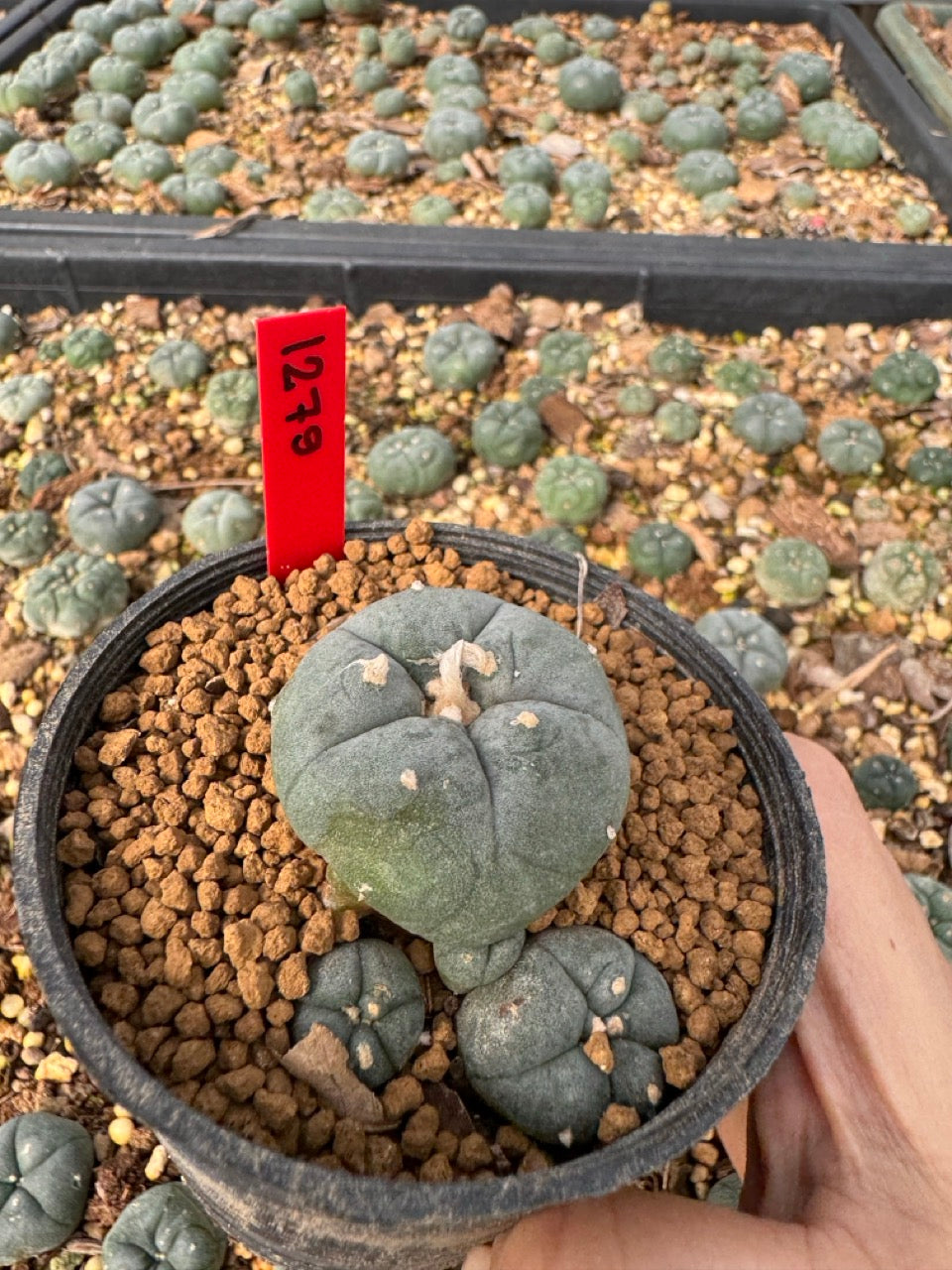 Lophophora Williamsii size 5-6 cm own root
