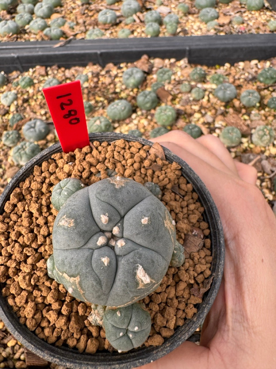 Lophophora Williamsii size 5-6 cm own root