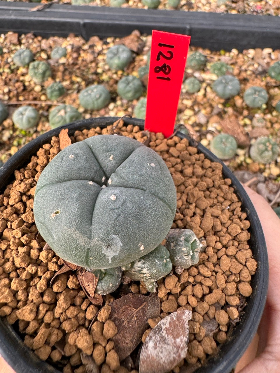 Lophophora Williamsii size 5-6 cm own root