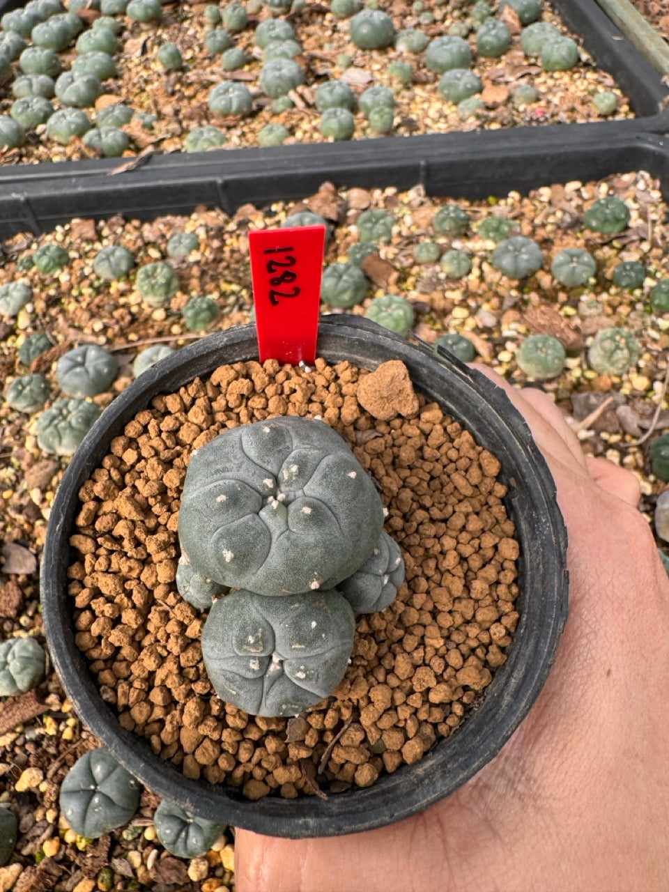 Lophophora Williamsii size 5-6 cm own root