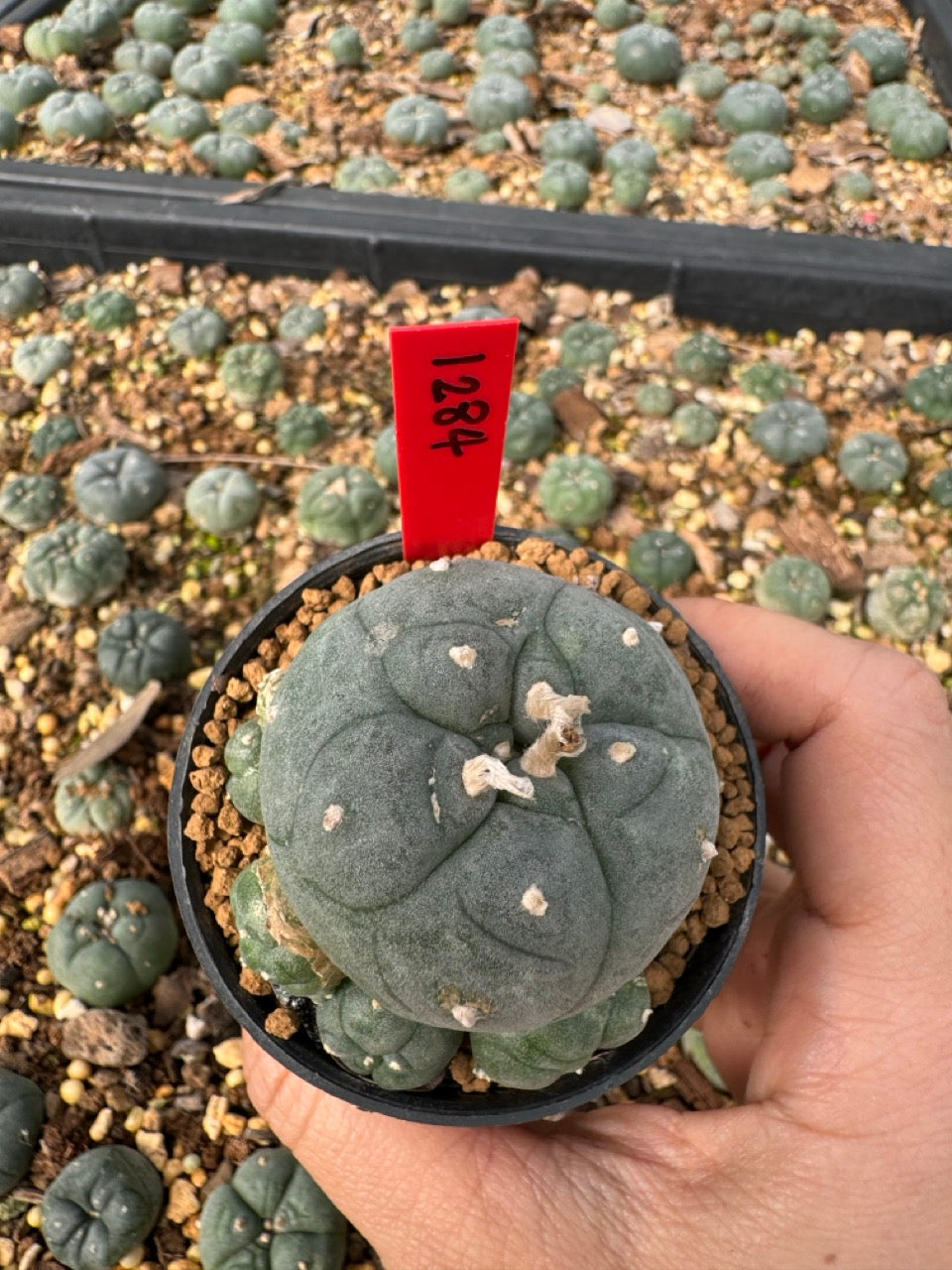 Lophophora Williamsii size 5-6 cm own root