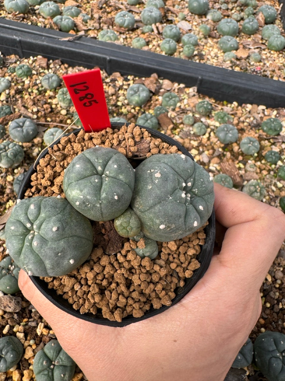 Lophophora Williamsii size 5-6 cm own root