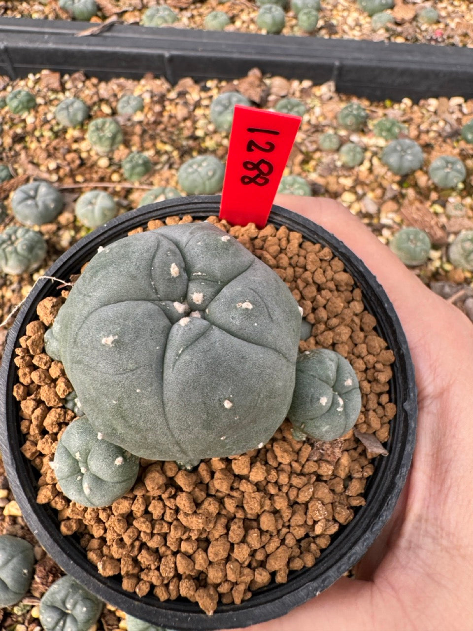Lophophora Williamsii size 5-6 cm own root