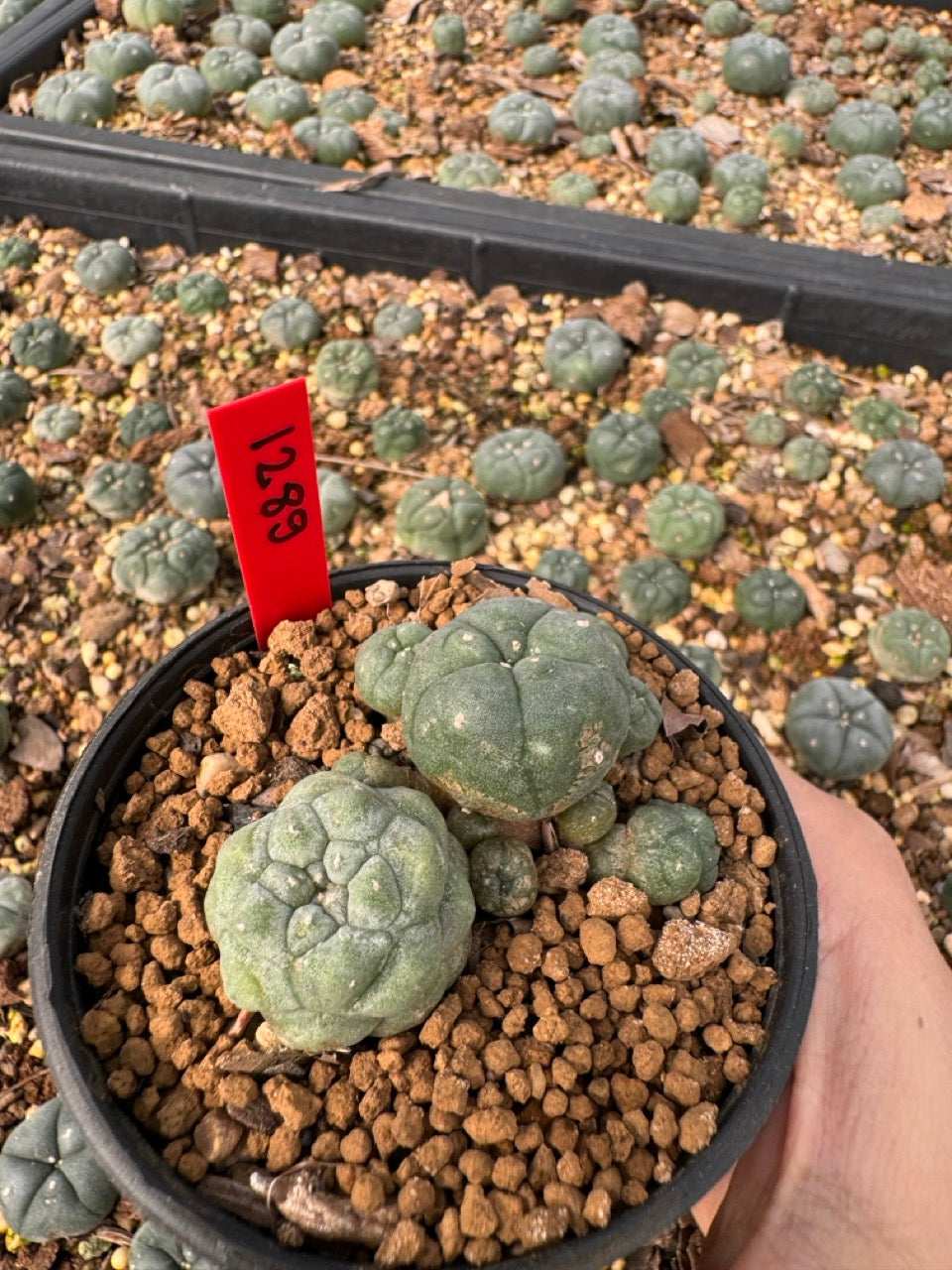 Lophophora Williamsii size 5-6 cm own root