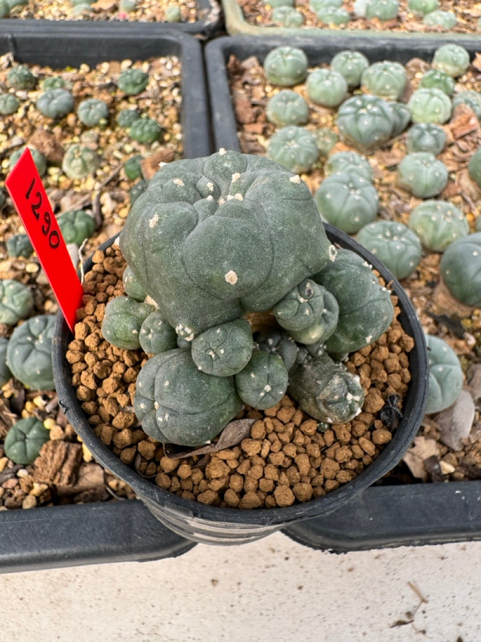 Lophophora Williamsii size 5-6 cm own root