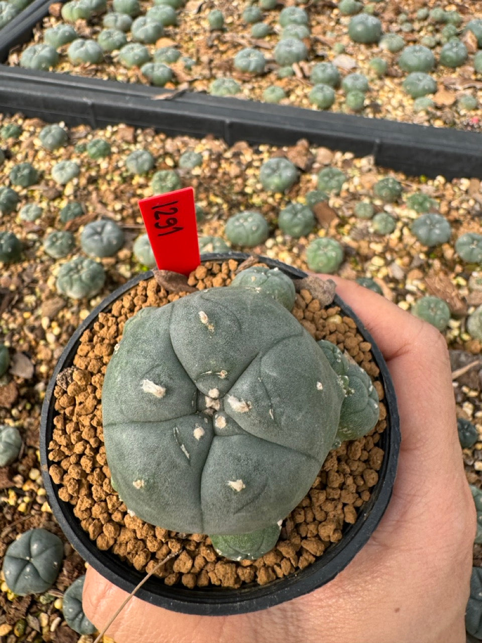 Lophophora Williamsii size 5-6 cm own root