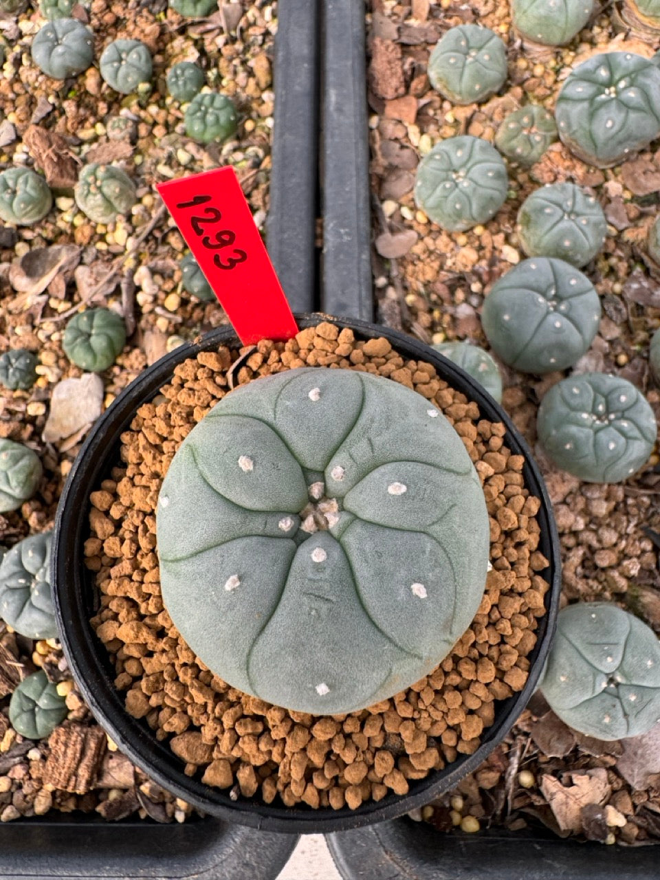 Lophophora Williamsii size 5-6 cm own root