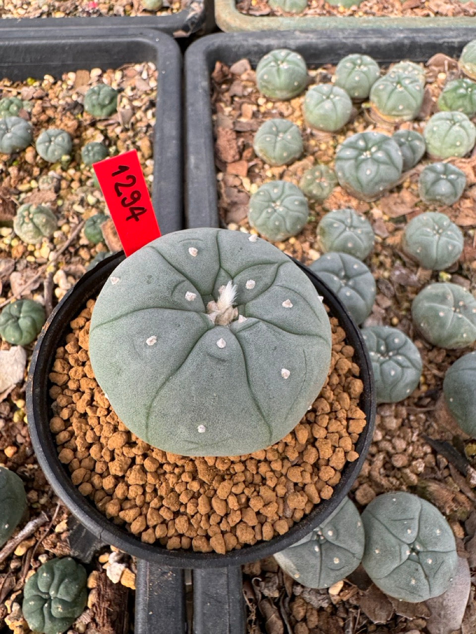 Lophophora Williamsii size 5-6 cm own root