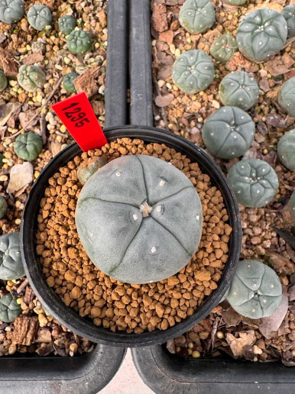 Lophophora Williamsii size 5-6 cm own root