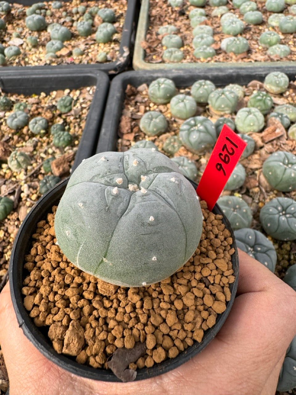 Lophophora Williamsii size 5-6 cm own root