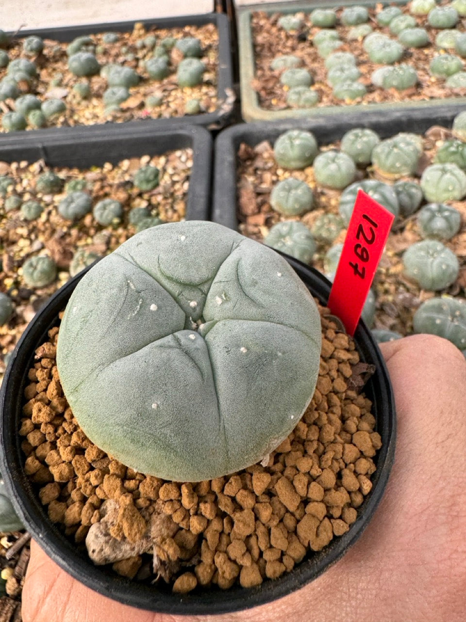 Lophophora Williamsii size 5-6 cm own root