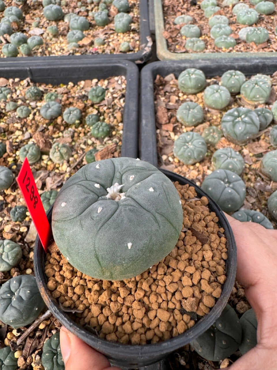 Lophophora Williamsii size 5-6 cm own root