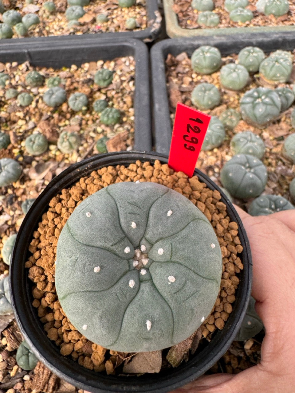 Lophophora Williamsii 3-4 cm ownroot grow from seed – sandbridgefarm