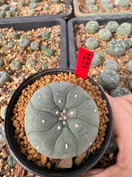 Lophophora Williamsii 3-4 cm ownroot grow from seed
