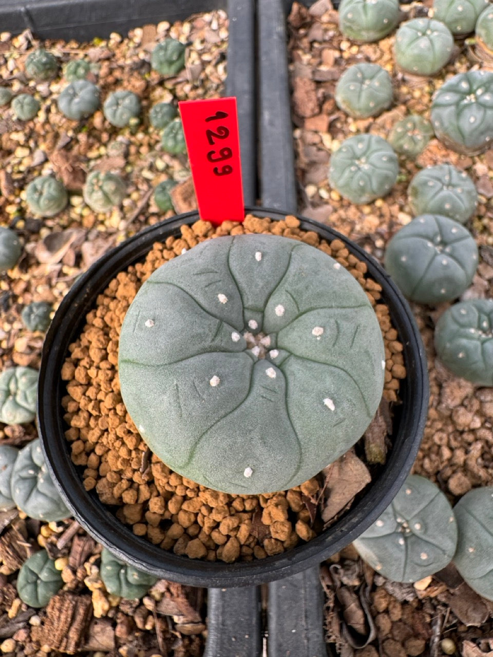 Lophophora Williamsii 3-4 cm ownroot grow from seed