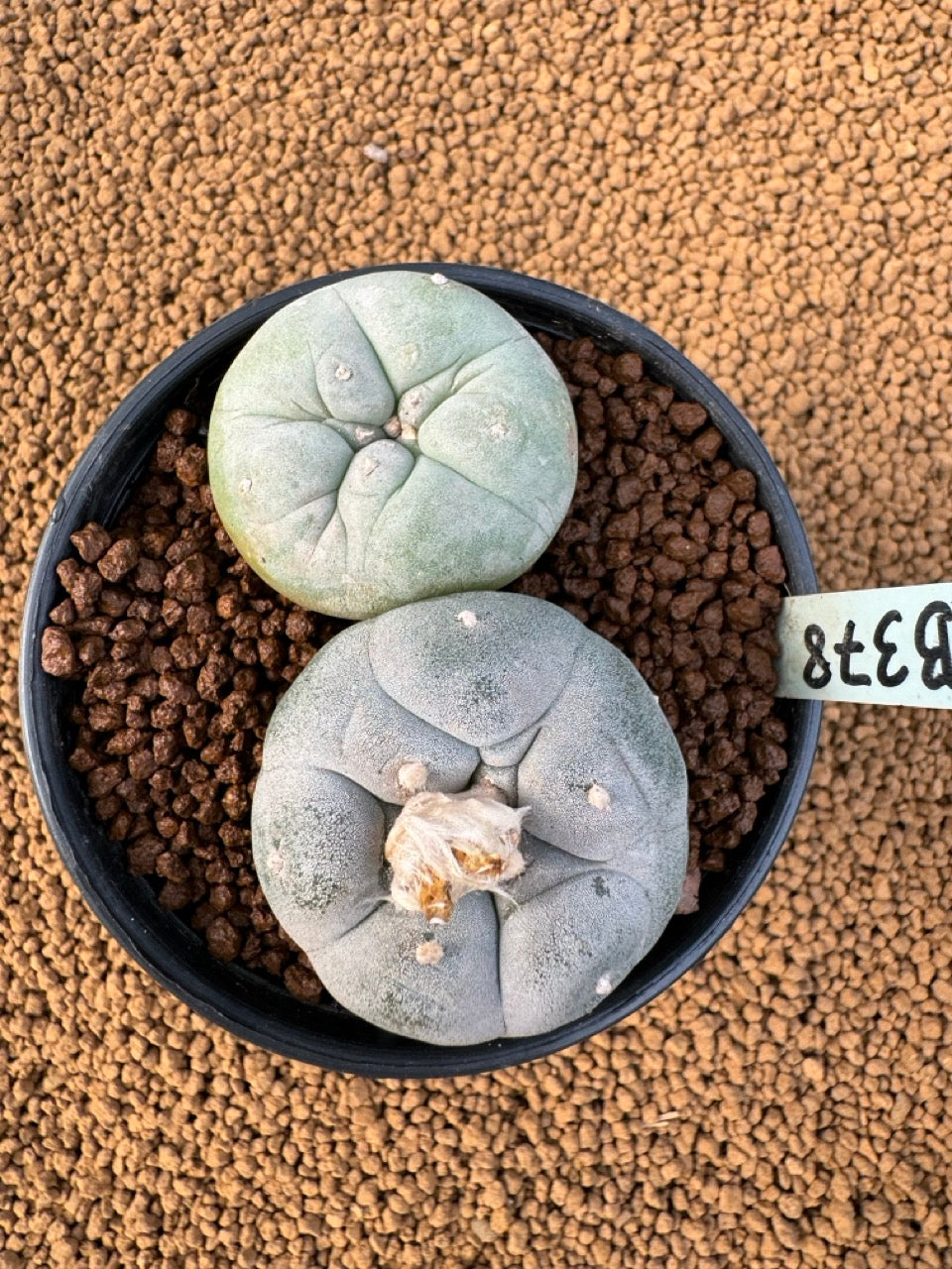 Lophophora Fricii size 5-6 cm own root