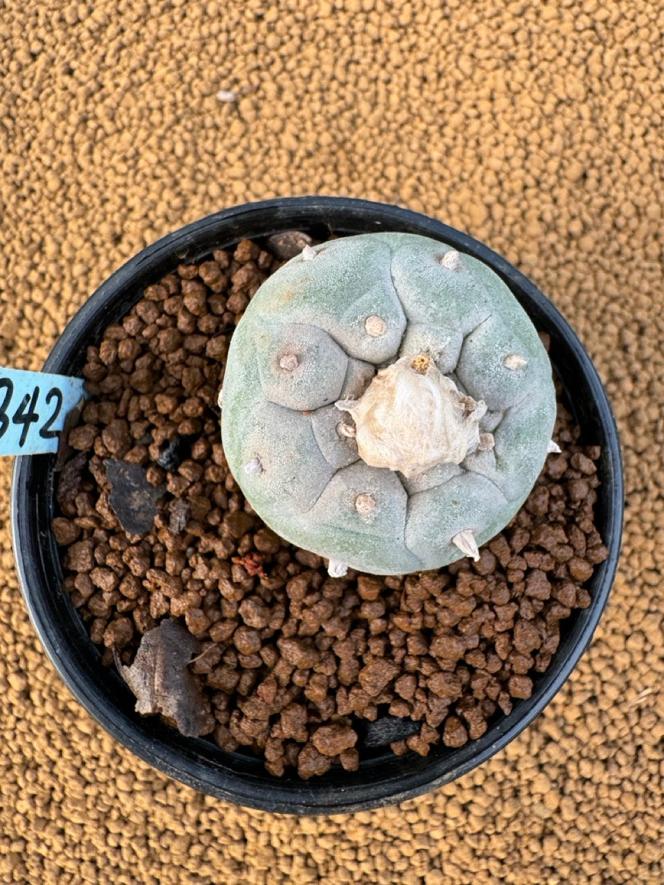 Lophophora Fricii size 5-6 cm own root