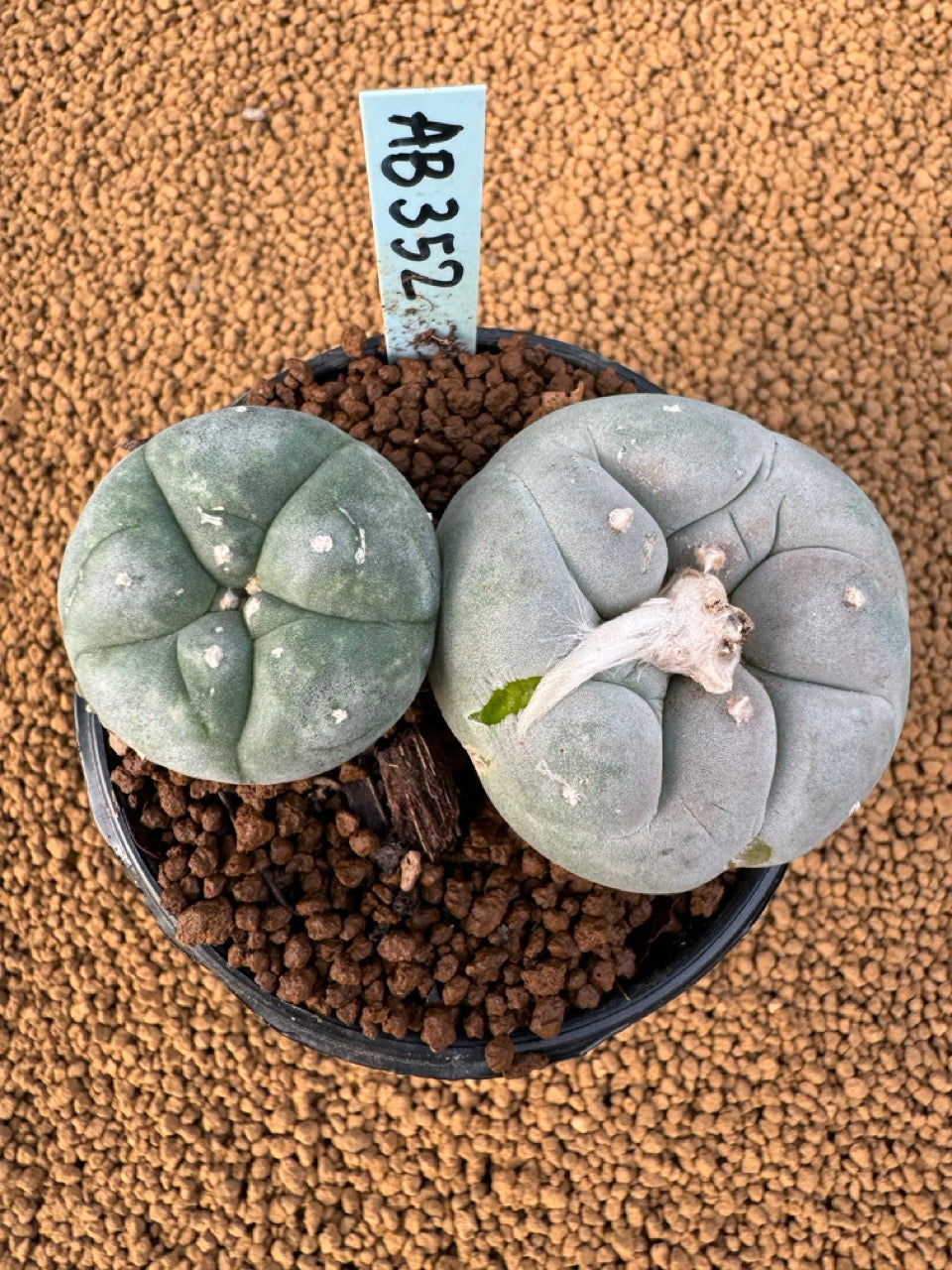 Lophophora Fricii size 5-6 cm own root – sandbridgefarm