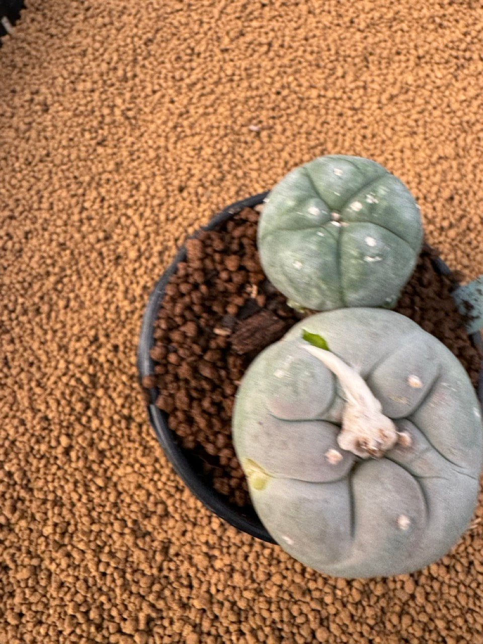 Lophophora Fricii size 5-6 cm own root