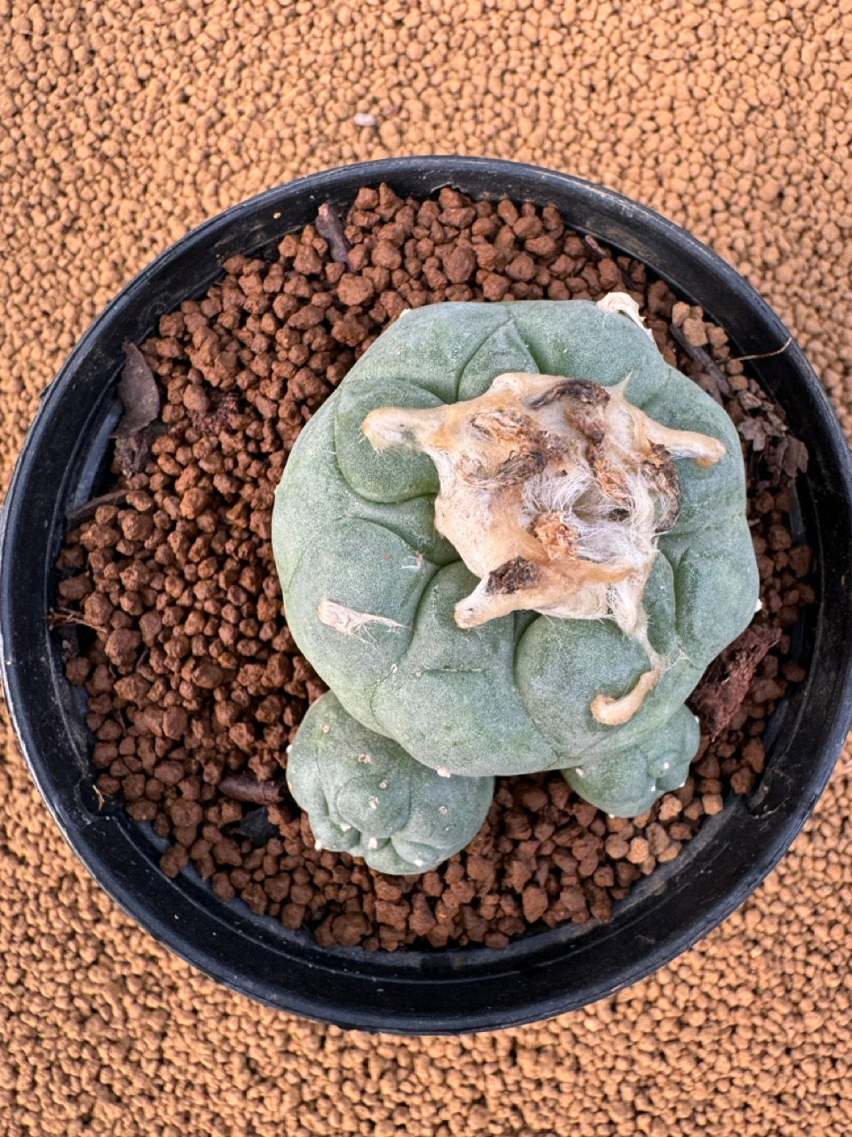 Lophophora Fricii size 5-6 cm own root