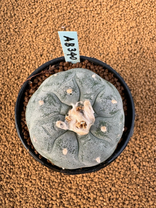 Lophophora Fricii size 5-6 cm own root