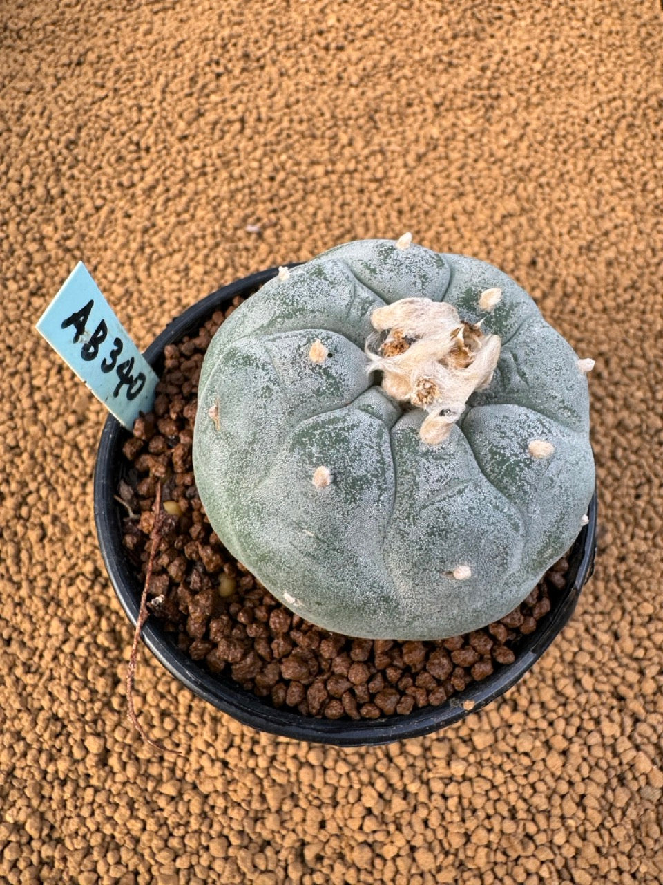 Lophophora Fricii size 5-6 cm own root