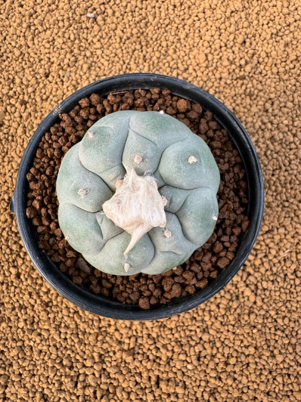 Lophophora Fricii size 5-6 cm own root