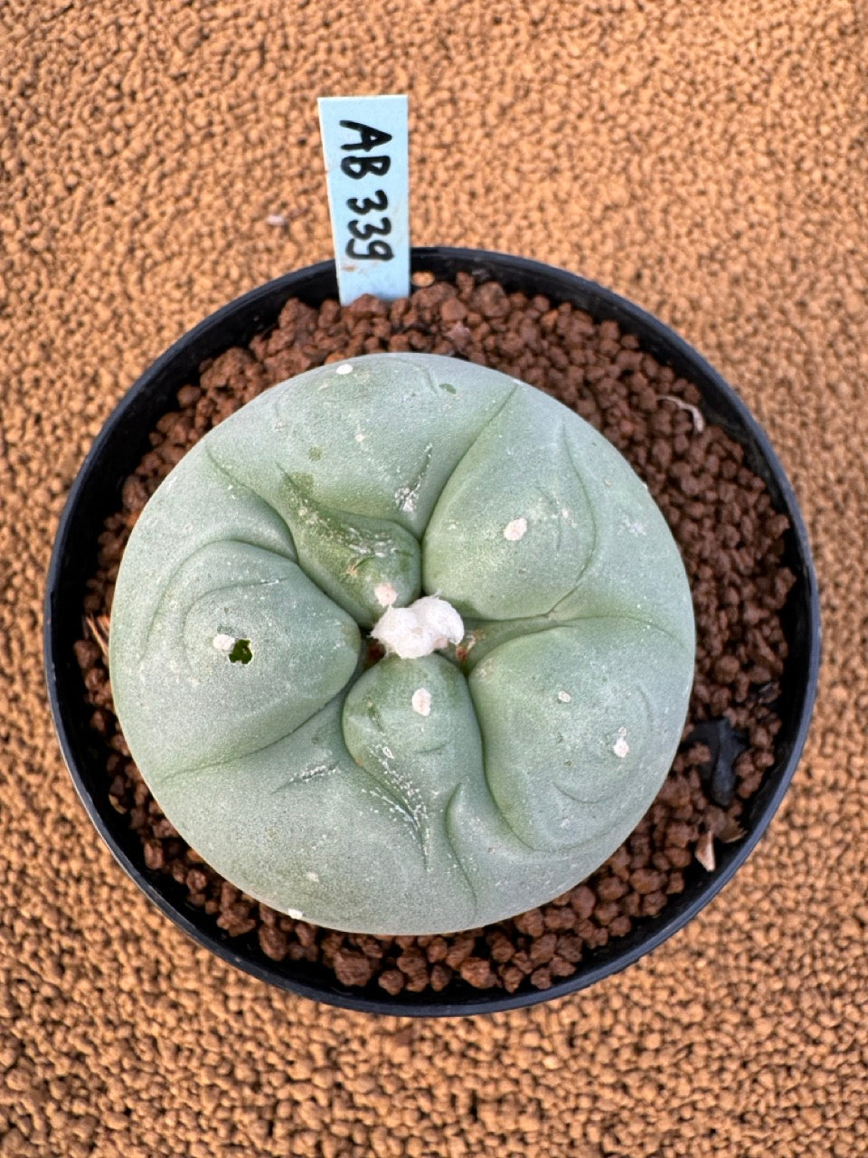 Lophophora Fricii size 5-6 cm own root – sandbridgefarm