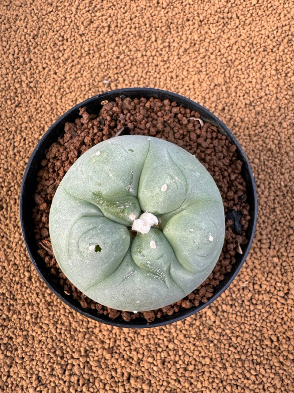 Lophophora Fricii size 5-6 cm own root
