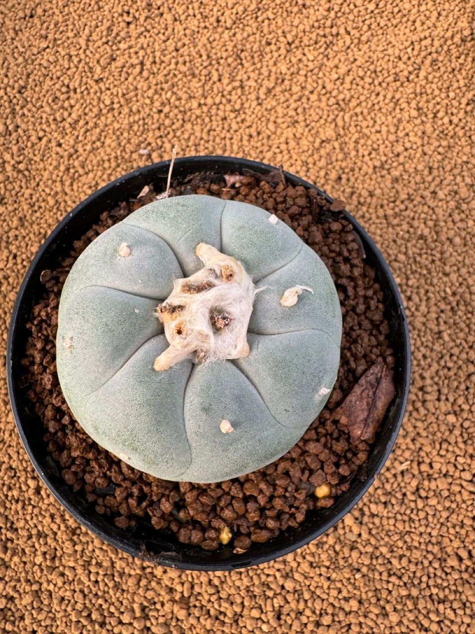 Lophophora Fricii size 5-6 cm own root