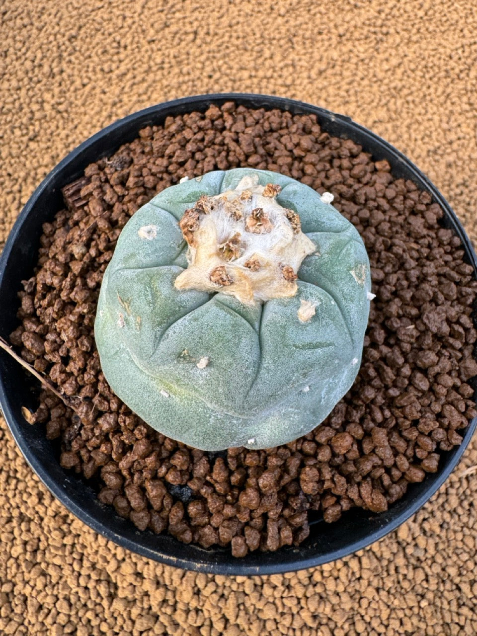 Lophophora Fricii size 5-6 cm own root