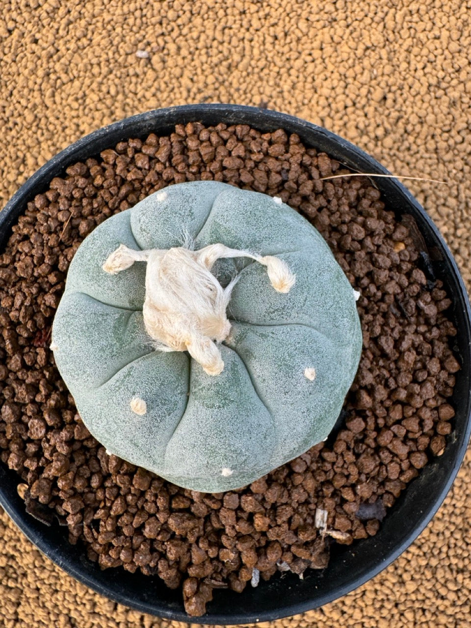Lophophora Fricii size 5-6 cm own root