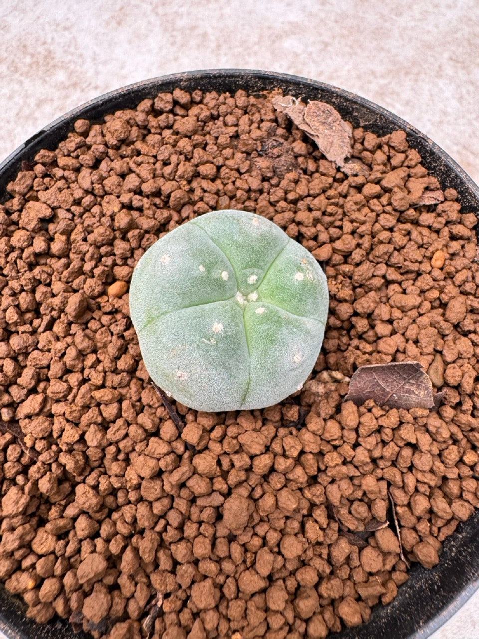 Lophophora williamsii size 5-6 cm own root
