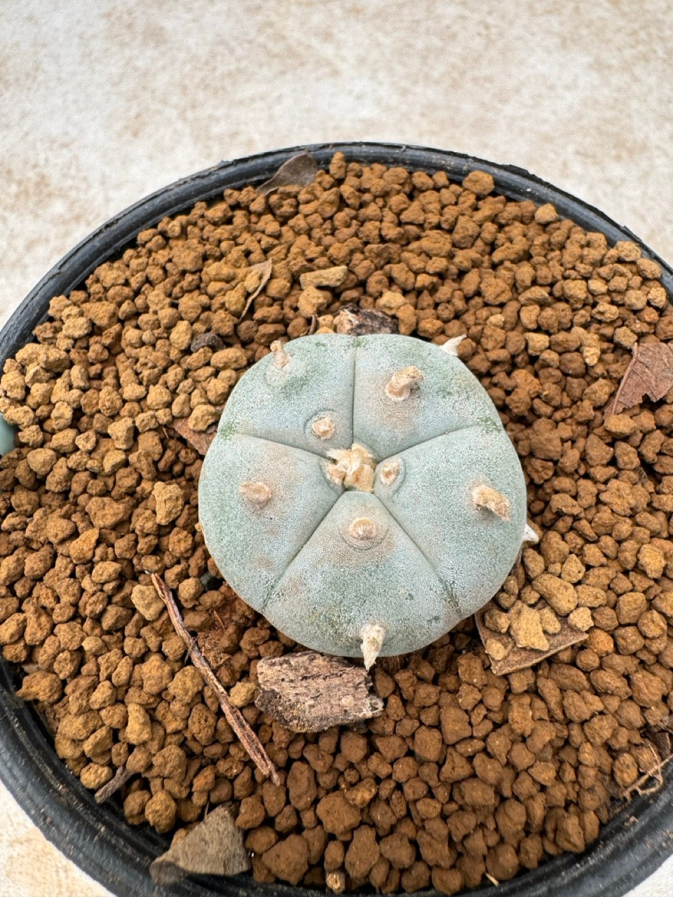Lophophora williamsii size 5-6 cm own root