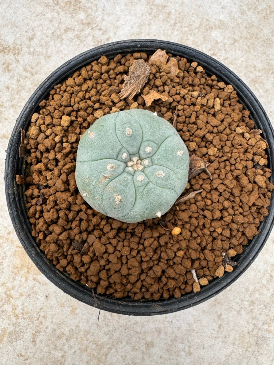 Lophophora williamsii size 5-6 cm own root