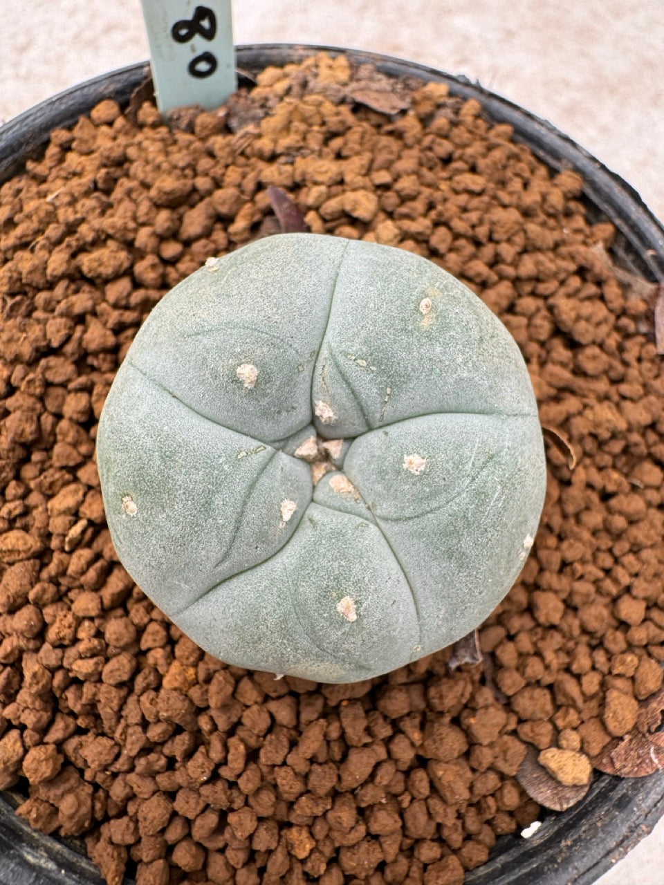 Lophophora williamsii size 5-6 cm own root