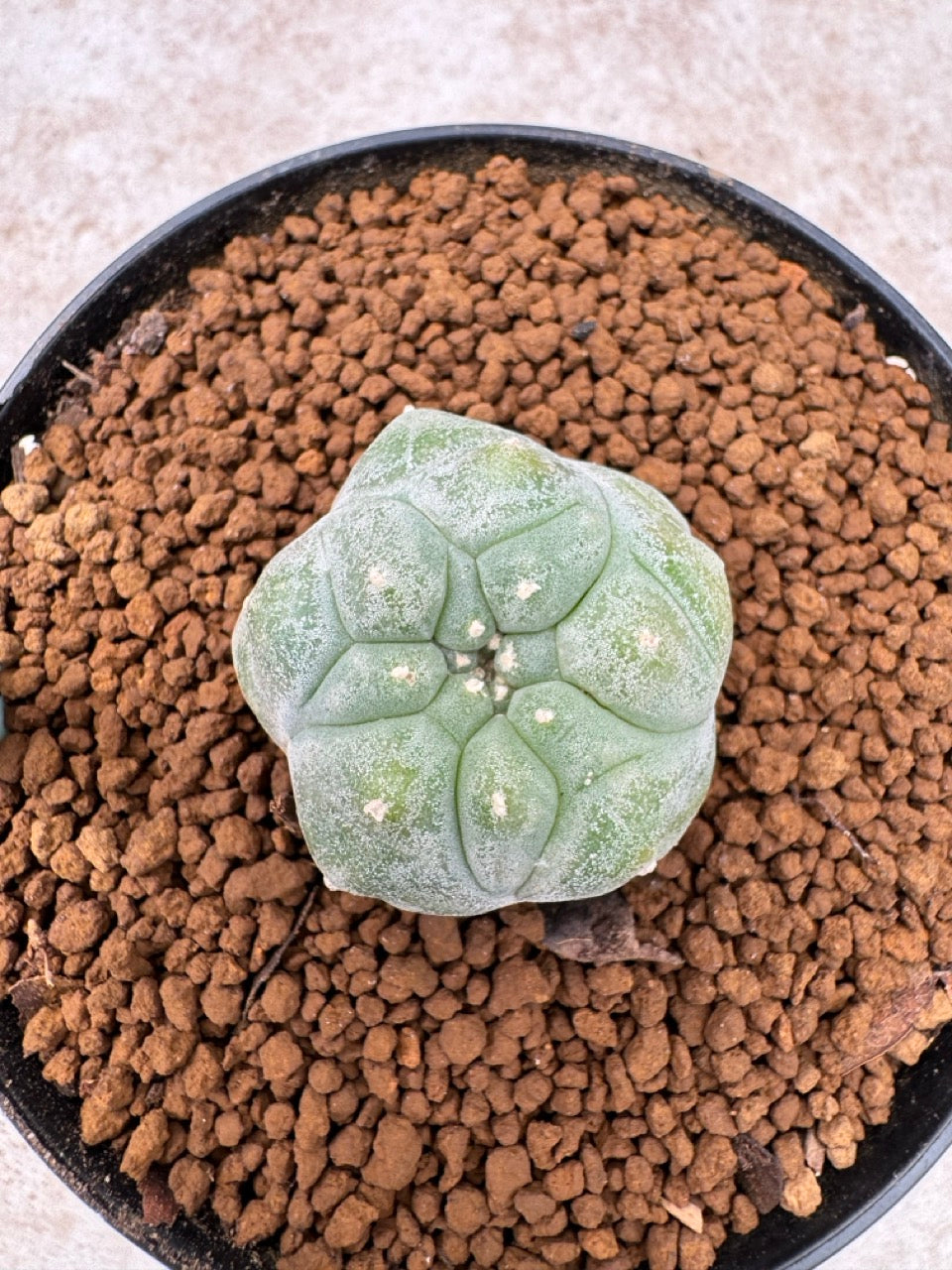 Lophophora williamsii size 5-6 cm own root