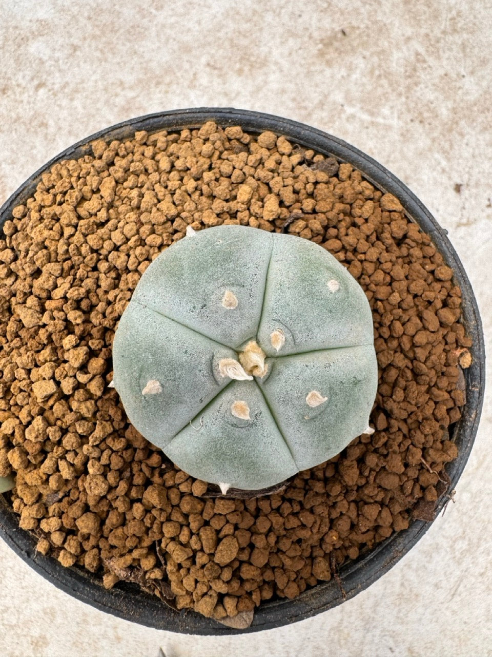 Lophophora williamsii size 5-6 cm own root