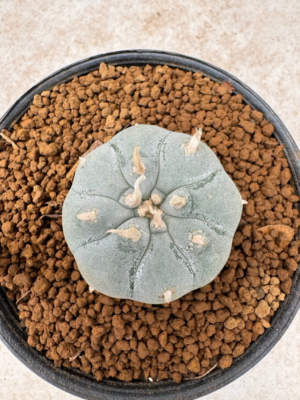 Lophophora williamsii size 5-6 cm own root
