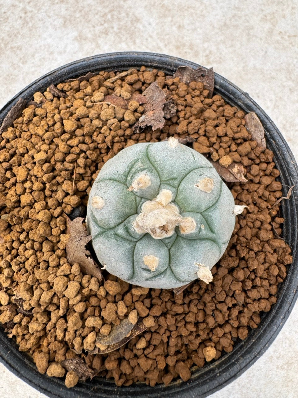 Lophophora williamsii size 5-6 cm own root