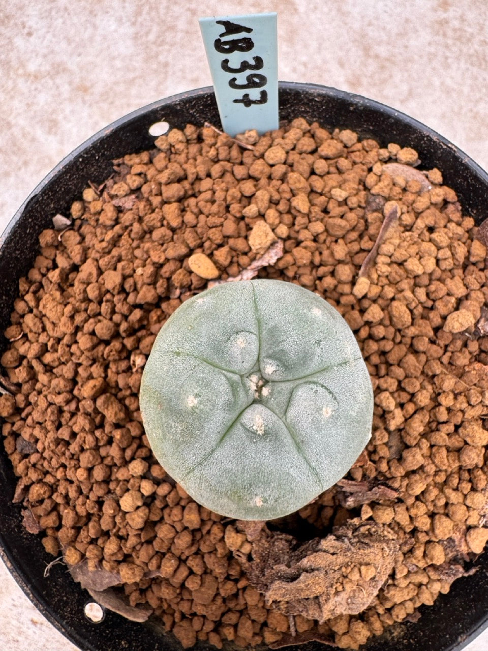 Lophophora williamsii size 5-6 cm own root